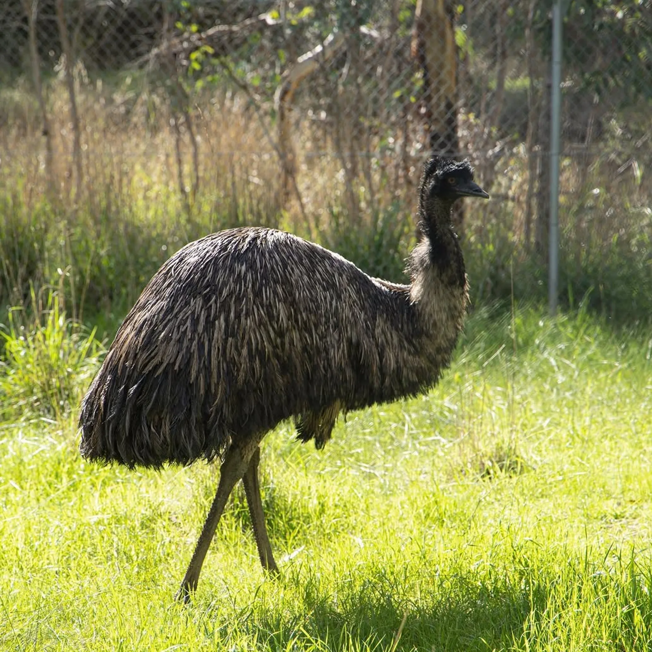 emu at a winery