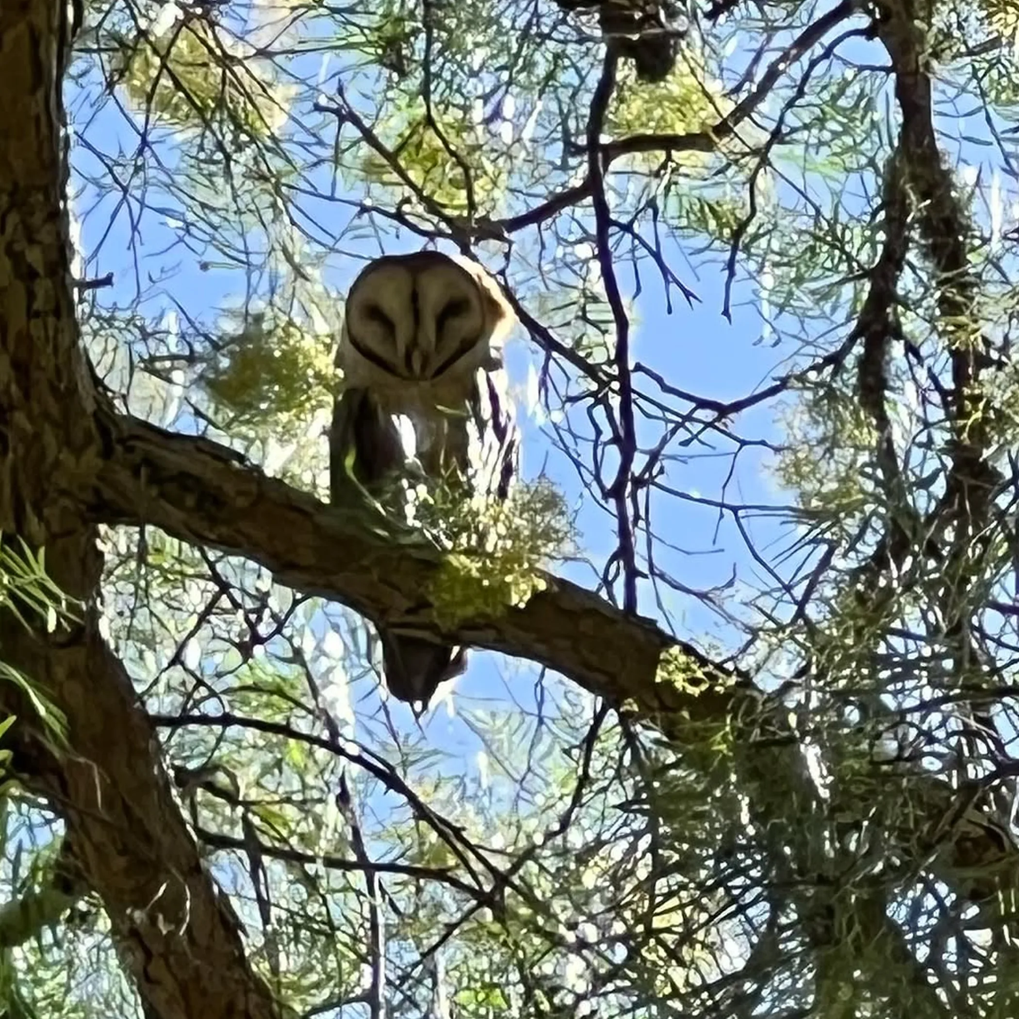 wildlife visible in photo