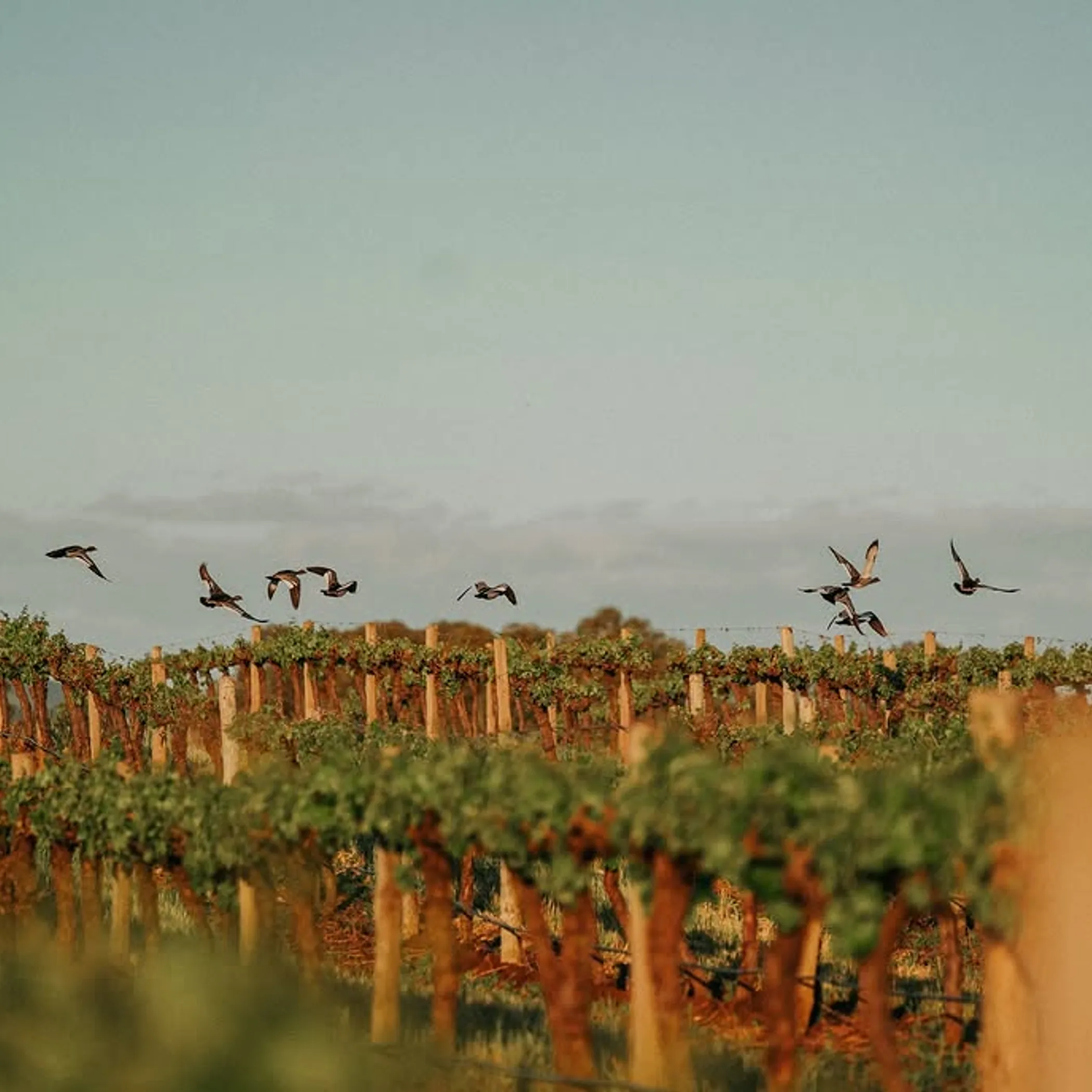 wildlife at a vineyard