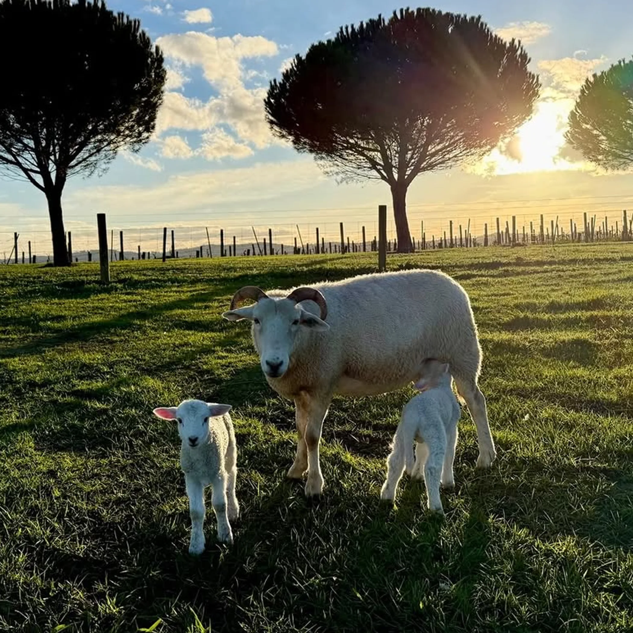 sheep in a vineyard landscape