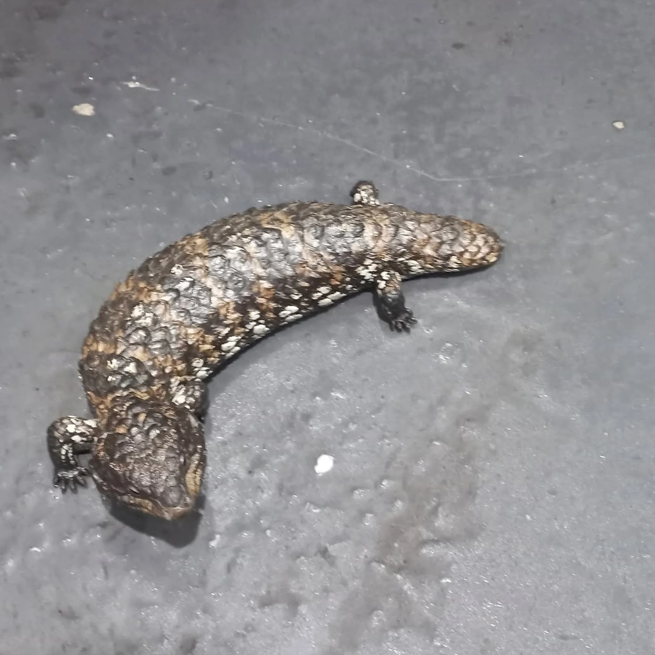 wildlife at an australian winery