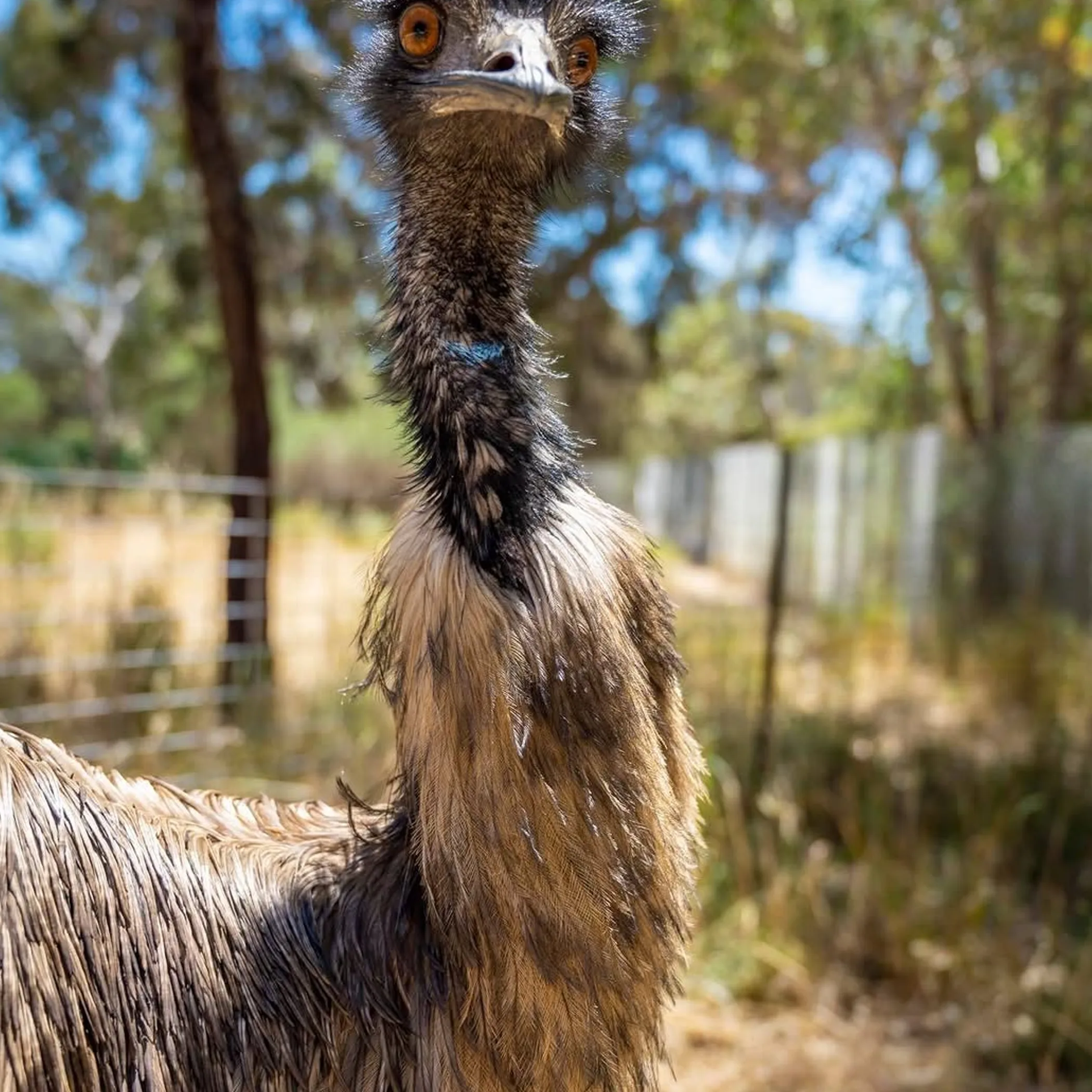 emu at australian winery